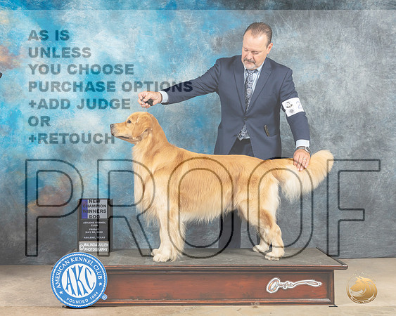 Golden Retriever #9 Fri WDCh Judge Peggy McIlwaine-MMJ_2924-Addison2022-HR3