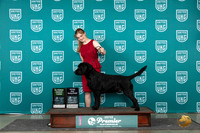 Labrador Retriever #876 AG3 Judge Stan Matsumoto