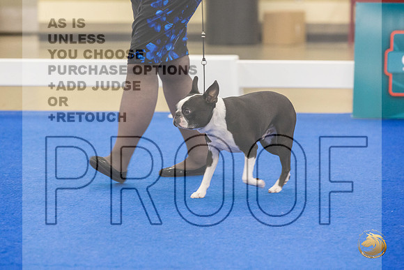 Boston Terrier #707 #974 Ring Fri_JJL_2098_Premier_2024_HR3