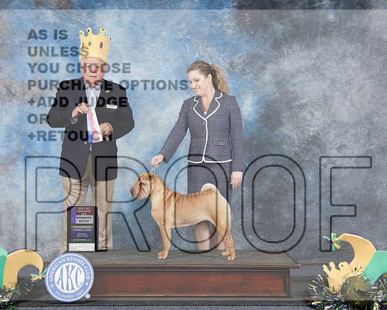 Shar Pei #8 Sat BOS WB Judge Richard MillerShar Pei #8 Sat BOS WB Judge Richard Miller_WP_2278e-Alexadnria 2025-HR3