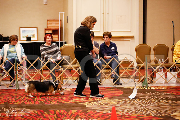 _JJ_7672-HstnCorgiFeb2015-HR3