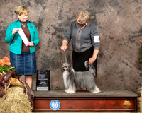 Chinese Crested #10 Sat OHRBIS Judge Tim Catterson