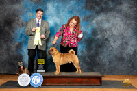 Chinese Shar Pei #9 Sat G3 Judge Jim Fehring