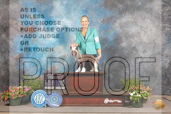 Chinese Crested #22 Sun BOB Judge Allen Odom_MJ_0941_SA_2022_HR3