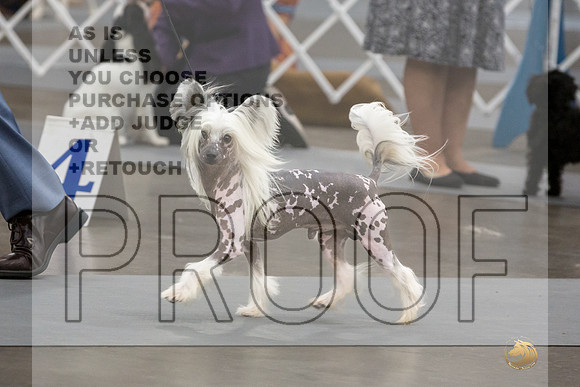 Chinese Crested #9 Sat-JJL_4250-Lubbock2023_HR3