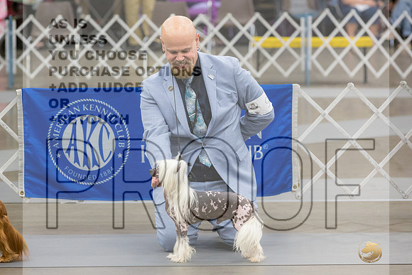 Chinese Crested #9 Sat-JJL_4391-Lubbock2023_HR3