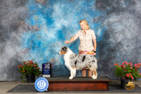 Australian Shepherd #29 Fri WDCH Judge Paul F Willhauck
