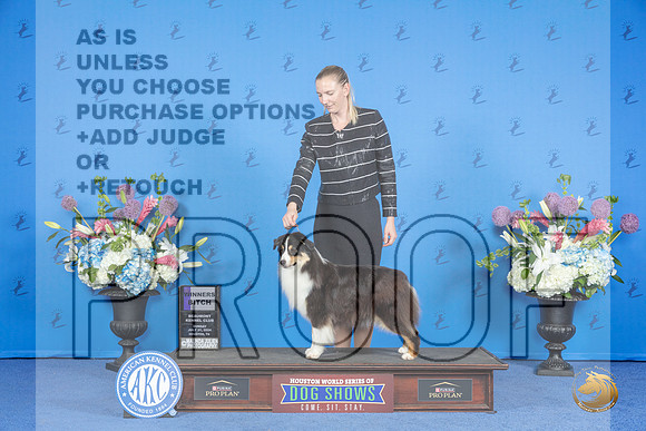 Miniature American Shepherd #26 SUN WB Judge James Moses__JP_0215_Houston_2024_HR3