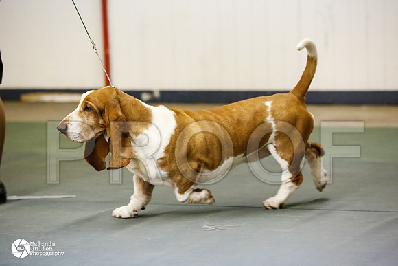 basset-0528-DntnMar14-HR3