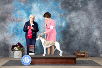 Whippet #10 G2 Sun G2 Judge Sulie Greendale-Paveza