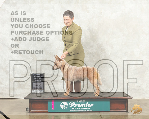 Australian Cattle Dog #1160 Fri BOB Judge Mary Ellen Meyer__MJ_7668_Premier_2022_HR3