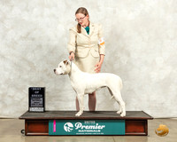 American Bulldog #863 Fri BOB Judge Sandra Kowalski