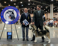 Alaskan Malamute BOW Fri HKC Houston July 2012