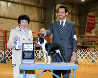 Boston Terrier #7 Sat BOW Maj