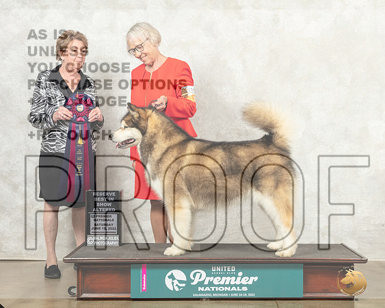 Alaskan Malamute #1330 Sat ARBIS  Judge Sandra Kowalski__MJ_8715_Premier_2022_HR3