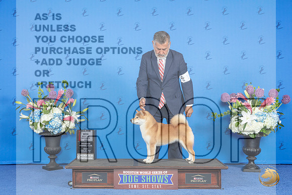 Shiba Inu #10 FRI BOS M Judge Jon Cole__JP_9006_Houston_2024_HR3
