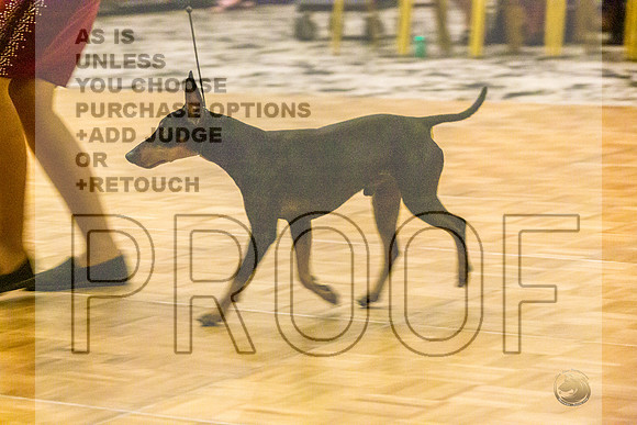 Manchester Terrier MTOY Candids-JJL_2179-Hstn2022_HR3