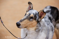 Owner-Handled Herding Group Sat Ring