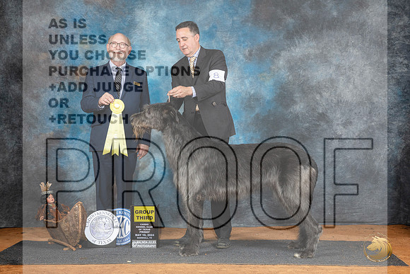 Irish Wolfhounnd #8 Fri G3 Judge Tim Robbins__JP_7364_MARSHALL_2024_HR3