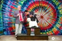 West Highland White Terrier #6 Fri G2 Paula Christie Cohen & Charles Cohen Agent Alfonso Escobedo Judge Guy Jeavons