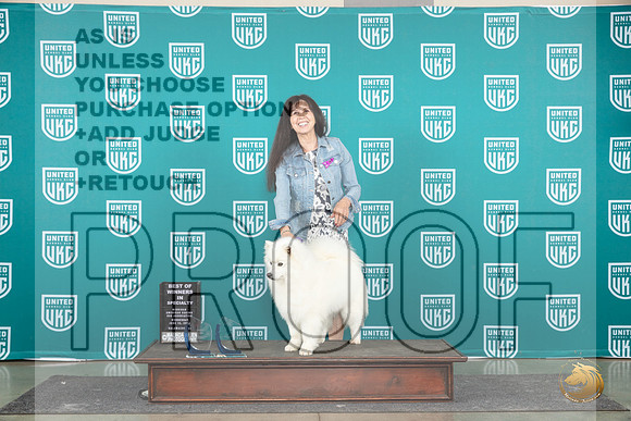 American Eskimo #113 Wed BOW Judge Diana Brumbaugh__JP_0585_Premier_2024_HR3