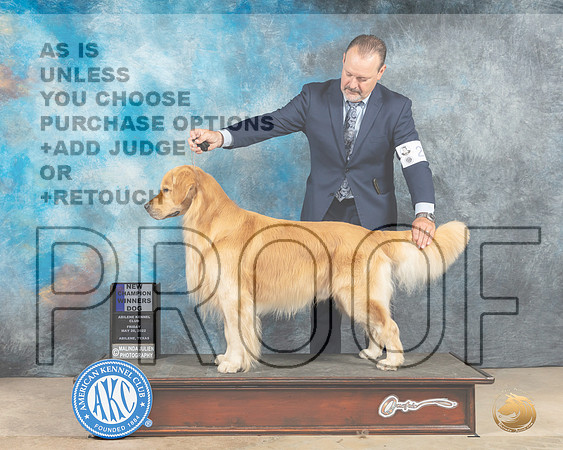 Golden Retriever #9 Fri WDCh Judge Peggy McIlwaine-MMJ_2925-Addison2022-HR3