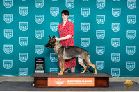 German Shepherd Dog #155 Sat BF Judge Pamela Perdue