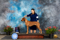 Rhodesian Ridgeback #18 Fri OHBOB OHG1 Judge Elizabeth ‘Beth’ Sweigart