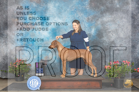 Rhodesian Ridgeback #18 Fri OHBOB OHG1 Judge Elizabeth ‘Beth’ Sweigart__JP_6127_San Antonio_2024_HR3