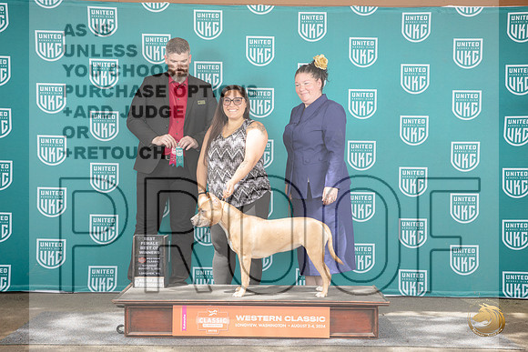 American Pitbull Terrier #281 Sat BF BOW Judge Kevin Carroll__JP_1458_Longview WA_2024_HR3