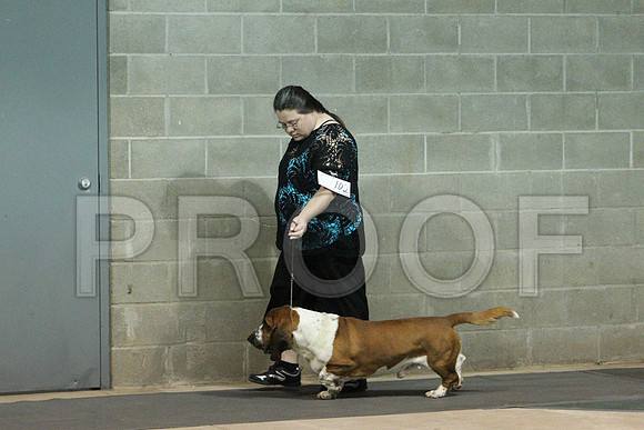 BassetCCL_1382LR