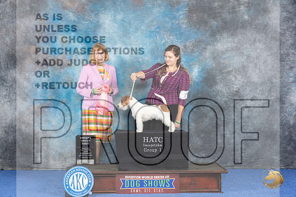 Russell Terrier #7 WED PSw G1 Judge Paula Cohen__JP_6869_Houston_2024_HR3