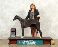 Greyhound #831 Sun G2 Judge Linda Reece