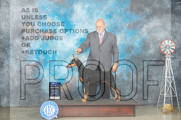 Doberman Pinscher #8 Thur BOWWB Judge Randy Garren_JP_3304_Amarillo2023_HR3