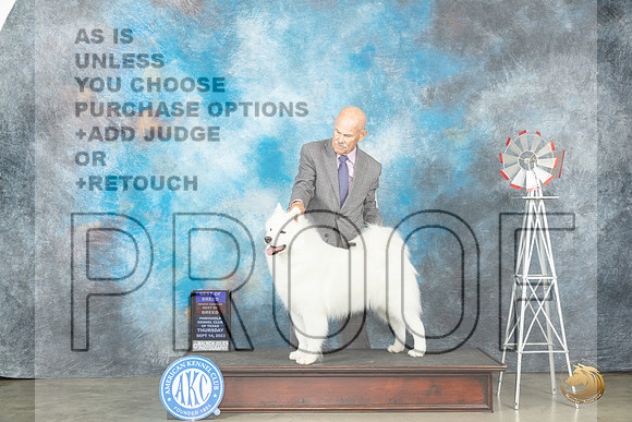 Samoyed #8 Thur BOBOHBOB Judge Randy Garren_JP_3377_Amarillo2023_HR3