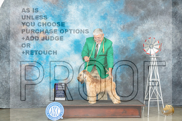 Soft Coated Wheaten Terrier #8 Thur WBCH Judge Dr Steve Keating_JP_3400_Amarillo2023_HR3