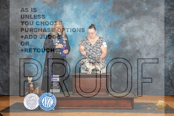 Chihuahua Smooth #9 Sun WD Judge Denise Dean__JP_8453_MARSHALL_2024_HR3