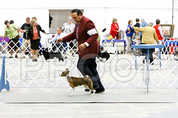 Basenji-3203LR