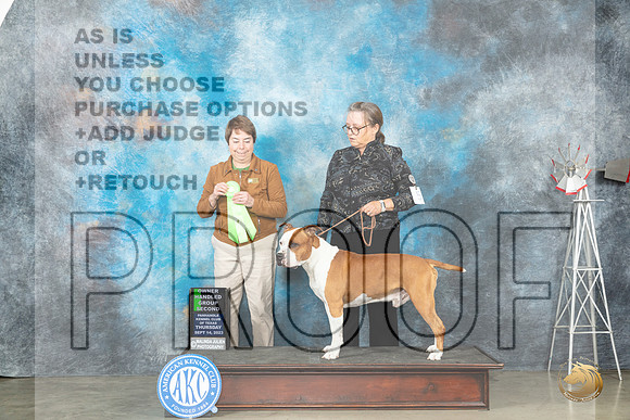 American Staffordshire Terrier #5 Thur OHG2 Judge Sandy Walker_JP_3580_Amarillo2023_HR3