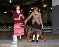 Doberman Pinscher #16 Fri WB Perionio Nocolas Maritza Vace Judge Carol S Brown