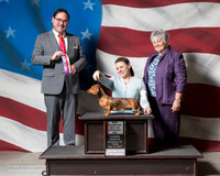 Dachshund Smooth #10 Fri BOS NewCH Mandie Missildine Gloria LaTour Judge D Scott Pfeil