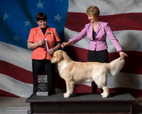 Golden Retriever #6 Fri BOS WB Shari Curran Judge Linda Reece