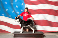 Alaskan Malamute Test Fri
