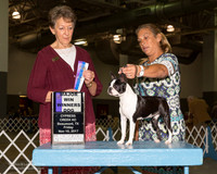 Boston Terrier #30 Fri BOW Maj Allen Jammie Judge Carol S Brown