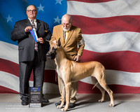 Great Dane #16 Fri BOW Moore Sonya Judge John S Lucas