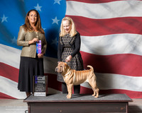 Chinese Shar Pei #10 Fri Alex Gonzalez A Brown Judge Shalisa Neely