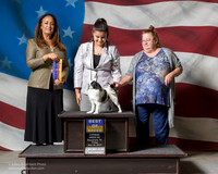 Japanese Chin #7 Fri BOB Merlott Nancy Dale Martinson Judge Shalisa Neely