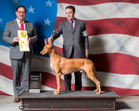 Pharaoh Hound #5 Fri G3 Mosing Jennifer Simon Tien Hansen Agent Brian Livingston Judge D Scott Pfeil