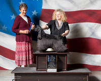 Cocker Spaniel Black #? Fri BOW NewCh  Cocker Spaniel Black #17 Fri G1 Osper Karen Jessica Legath Rui DaSalva Judge Carol S Brown