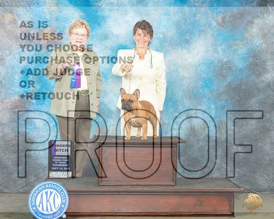 French Bulldog #6 Thur WB Judge Judy Brown_JP_3319e_Amarillo2023_HR3
